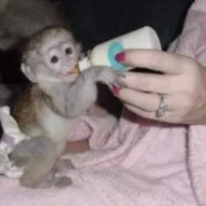 Ну Приручен Ласковая Ангельские обезьяна капуцин Детские для свободног